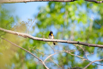 Male American Redstart singing from a tree perch