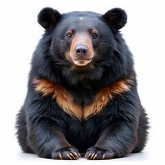 an isolated black bear cub walking, side-view, Alaskan, horizontal, mountain-themed photorealistic illustration on a transparent background in PNG. Ursus americanus. Generative AI