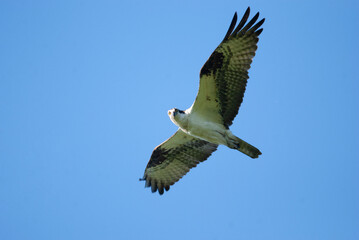 Bird of prey Osprey flying overhead