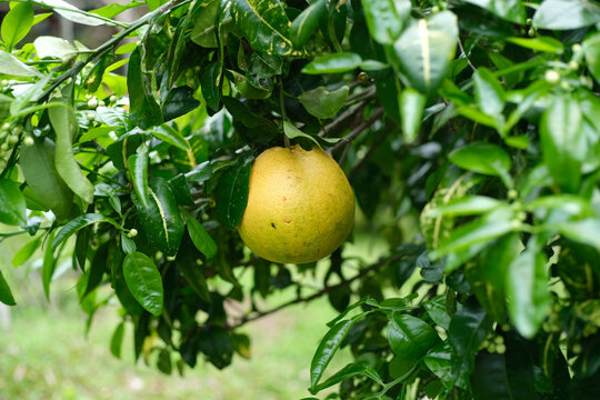 closeup of a citrus tree with fruit and lush green leaves