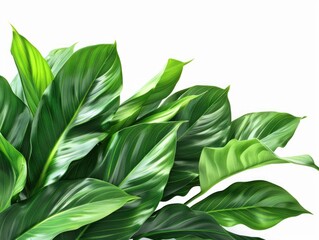 Obraz premium Fresh leaves with a healthy green color.