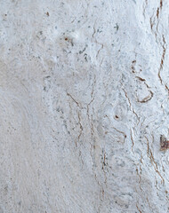 Eucalyptus tree bark texture, Bark of eucalyptus tree, seamless texture, a eucalyptus tree bark texture background image