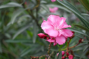Nerium oleander in bloom, Pink siplicity bunch of flowers and green leaves on branches, Nerium...