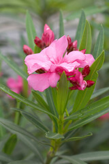 Nerium oleander in bloom, Pink siplicity bunch of flowers and green leaves on branches, Nerium...