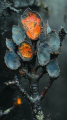 Rare, Unique Plants with Vibrant Colors in a Volcanic Environment