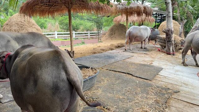 Water buffaloes are relaxing in the barn during the daytime.