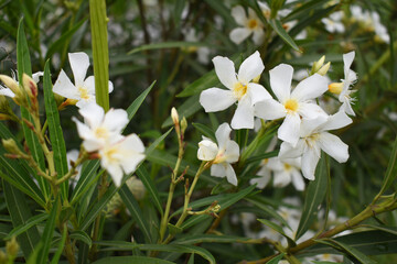 Nerium oleander in bloom, White siplicity bunch of flowers and green leaves on branches, Nerium...