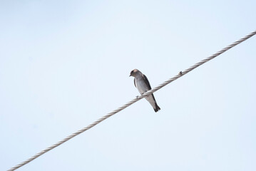 Northern Rough winged swallow perched on a wire