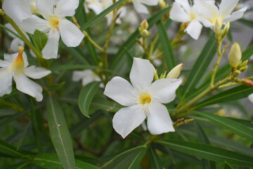 Obraz premium Nerium oleander in bloom, White siplicity bunch of flowers and green leaves on branches, Nerium Oleander shrub white flowers, ornamental shrub branches in daylight, bunch of flowers closeup