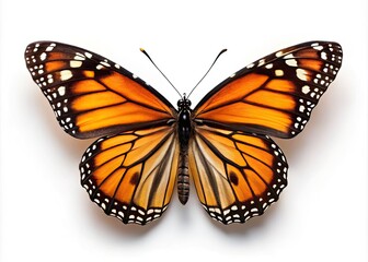 Fototapeta premium Stunning Monarch Butterfly Isolated on White Background for Nature and Wildlife Photography, Perfect for Educational and Artistic Use, Featuring Vibrant Colors and Detailed Wing Patterns