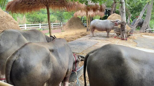 Water buffaloes are relaxing in the barn during the daytime.