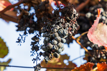 Autumn vineyard landscape. Palava vineyards and grapes in the evening light