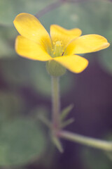 Macro photography of plants in nature 