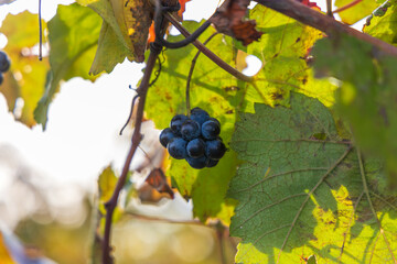 Autumn vineyard landscape. Palava vineyards and grapes in the evening light