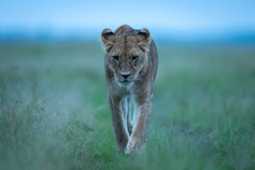 Lioness crosses grass towards camera lowering head