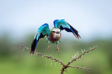 Lilac-breasted roller takes off from whistling thorns
