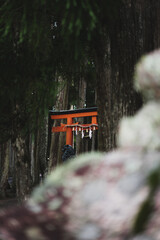 Japanese torii in the village of Koyasan