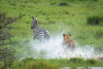 Lioness chases zebra across river in spray