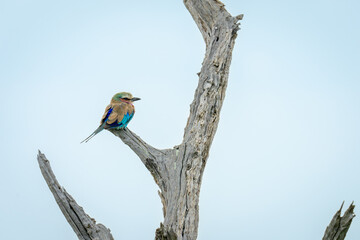 Lilac-breasted roller on cracked tree in profile