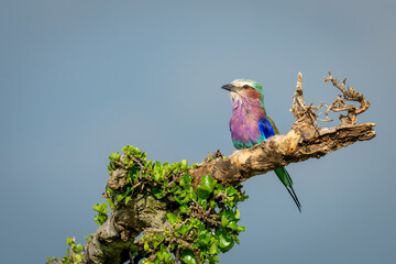 Lilac-breasted roller on tree beneath blue sky