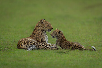 Leopard lies with cub on short grass