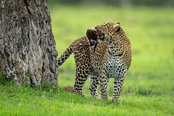 Leopard stands holding carcase looking up tree