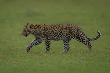 Fototapeta premium Leopard cub walks across savannah lifting paw