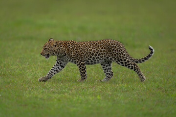 Leopard cub walks across savannah lifting forepaw