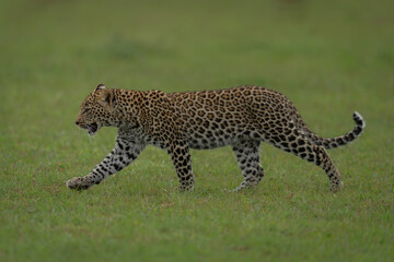 Leopard cub walks across grassland raising paw