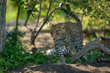 Leopard cub walks toward camera over log