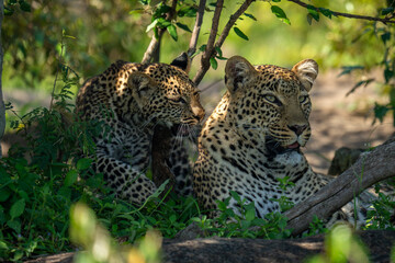 Leopard cub walks by mother in bushes
