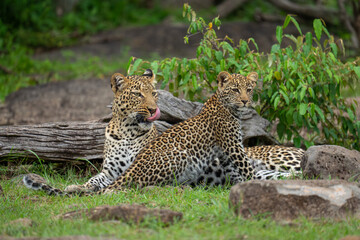 Leopard lies with seated cub licking lips