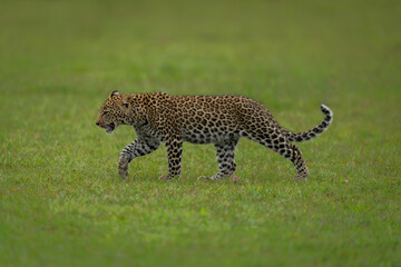 Leopard cub walks across grass lifting paw