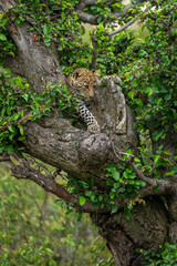 Leopard cub stares down from leafy tree