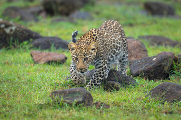 Leopard cub stalks toward camera over rocks