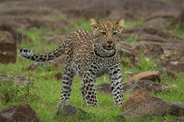 Leopard cub stands on grass among rocks
