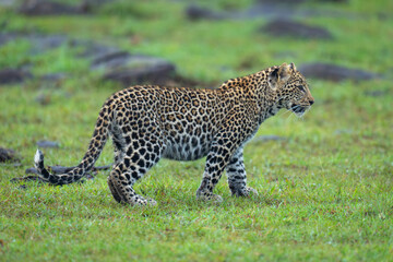 Leopard cub stands on grass near rocks