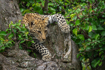 Leopard cub staring down from leafy tree