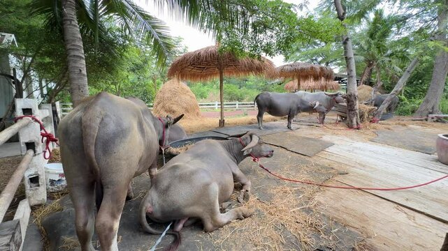 Water buffaloes are relaxing in the barn during the daytime.