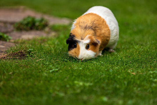 Tricolor domestic guinea pig