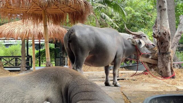 Water buffaloes are relaxing in the barn during the daytime.