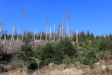 Vom Borkenkäfer geschädigter Wald am Latenberg im Arnsberger Wald