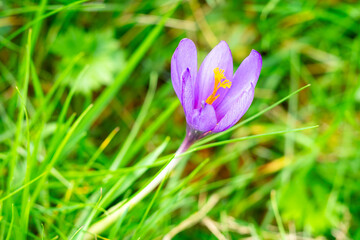 Fototapeta premium Close-up of a purple crocus serotinus flower (Crocus serotinus Salisb) with yellow stamens surrounded by green grass