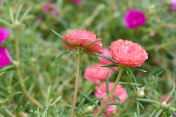 Portulaca grandiflora or moss rose purslane flower closeup, Closeup pink moss rose purslane (portulaca grandiflora) flowers in garden tropical, delicate dreamy of beauty of nature with green leaves