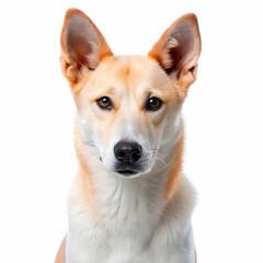 Portrait of Canaan Dog dog looking at camera, copy space