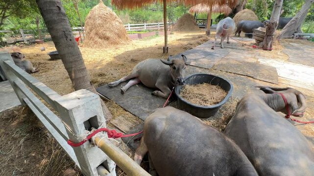 Water buffaloes are relaxing in the barn during the daytime.