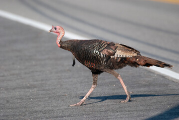 Wild Turkey crossing the road