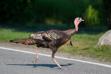 Wild Turkey crossing the road