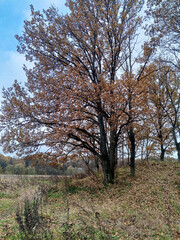 Fototapeta premium осенний пейзаж в лесу в пасмурную погоду