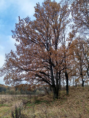 осенний пейзаж в лесу  в пасмурную погоду